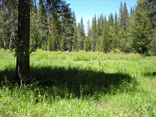 Wet meadow conditions at Austin Trail Camp, Sequoia and Kings Canyon National Park