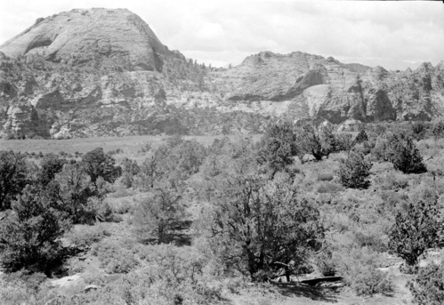 BW photo of the 1937 grazing study 35MM.