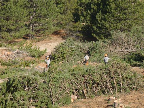 Dune and Prairie Warbler Habitat Restoration at Sleeping Bear Dunes NL from September 2010-October 2011