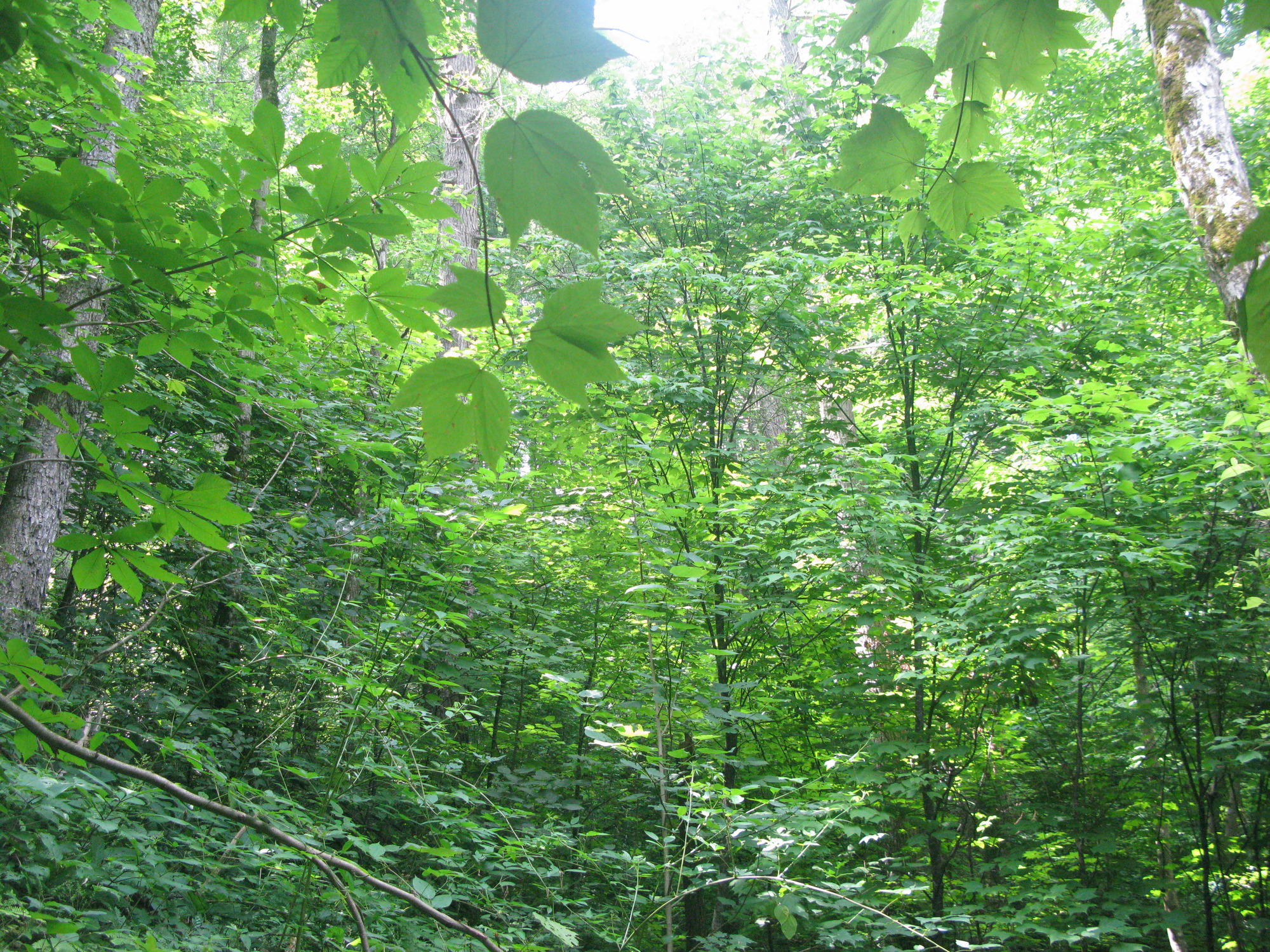 GRSM Accuracy Assessment. Plot Code: GRSM_AA_0751_4