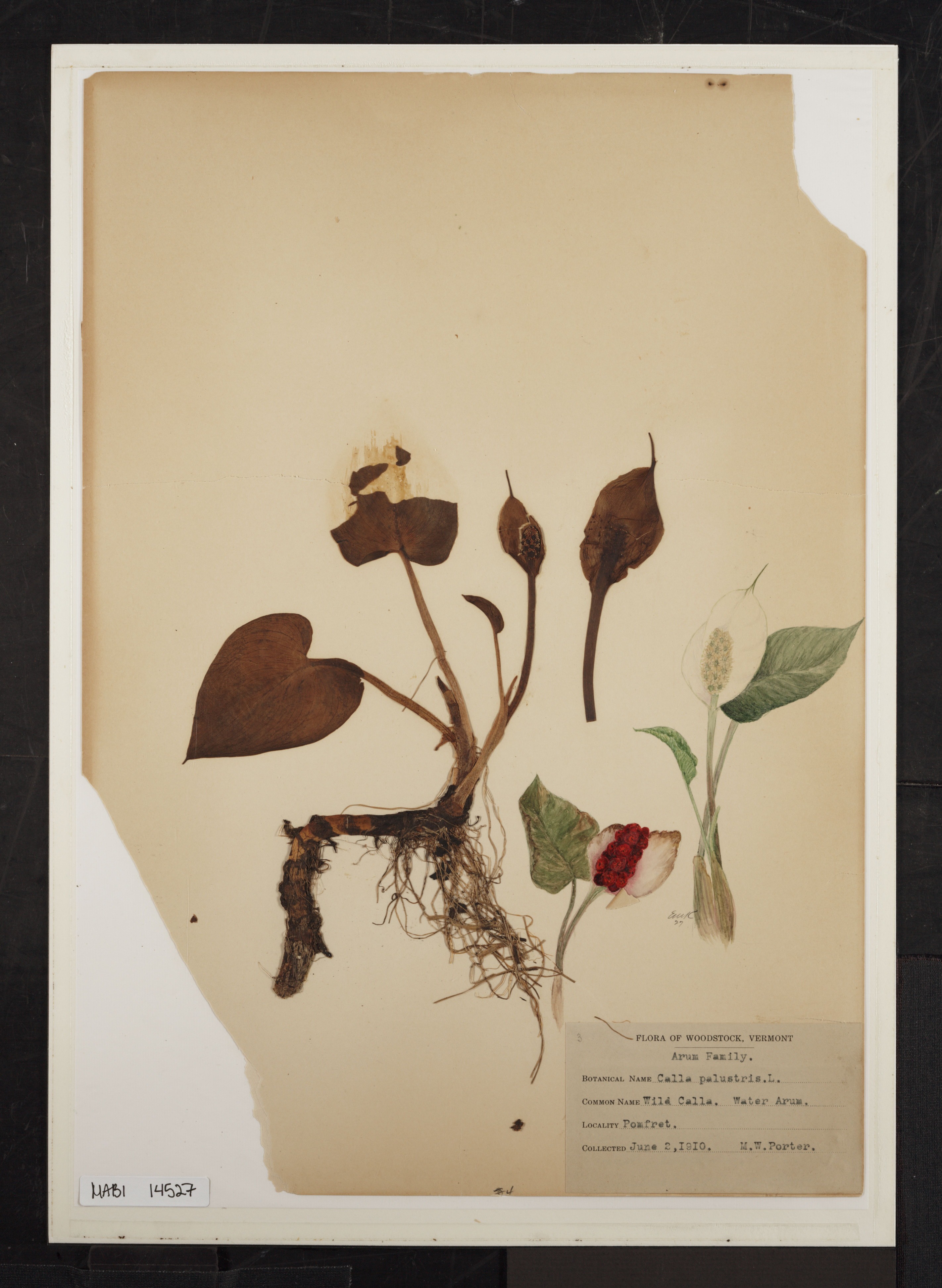 Preserved biological specimen on paper.