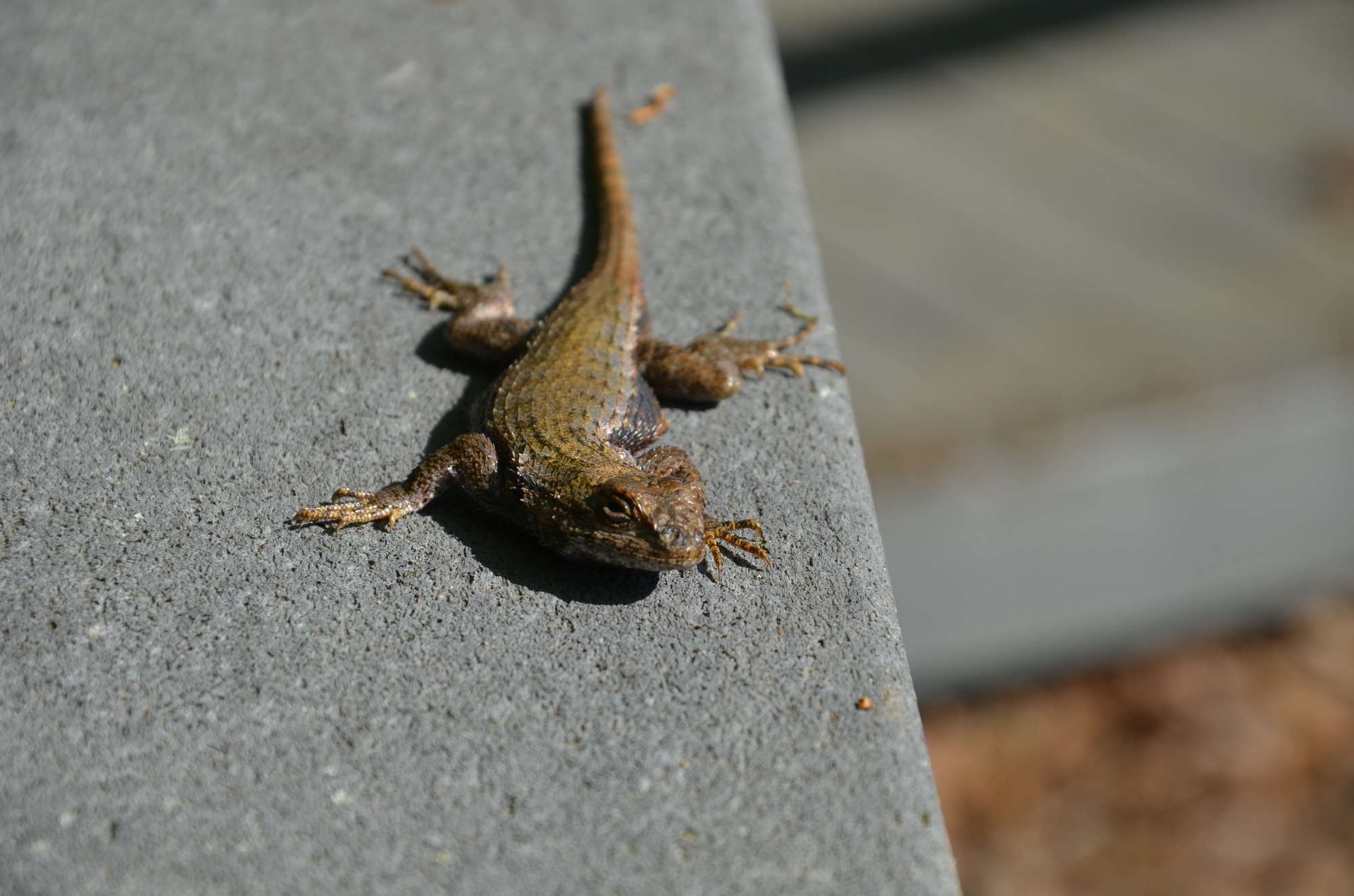 A legged noodle on the handrail of the boardwalk