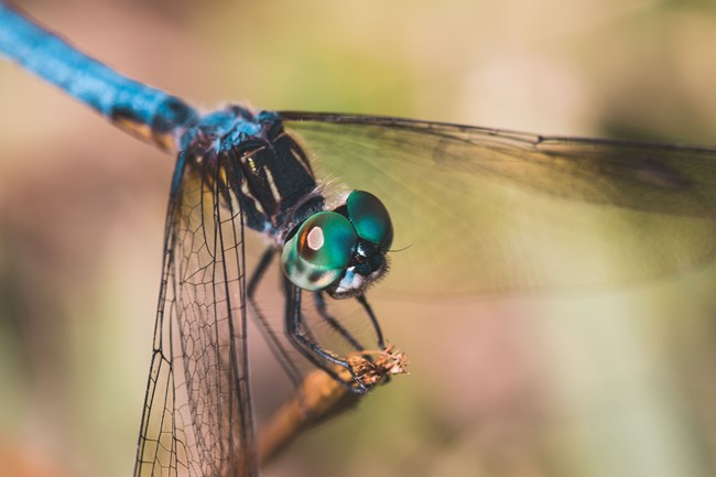 close up of bright blue and green dragonfly