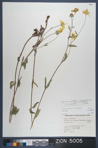 Herbarium Specimen Sheet 5005