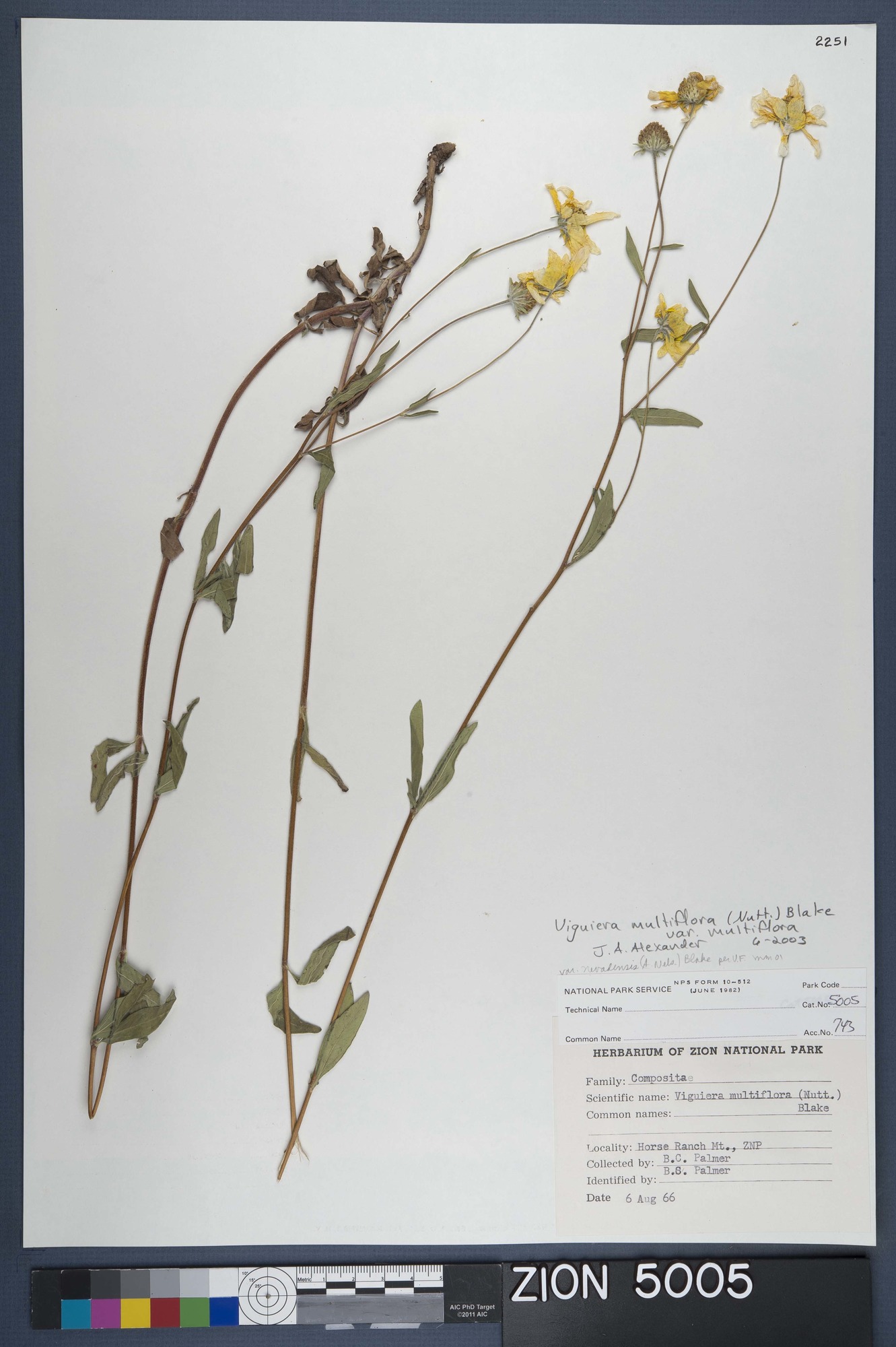 Herbarium Specimen Sheet 5005