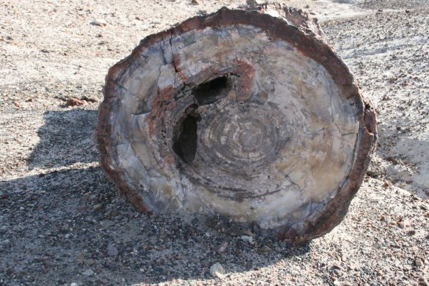a cross section of a petrified tree log sits on the rocky ground. 