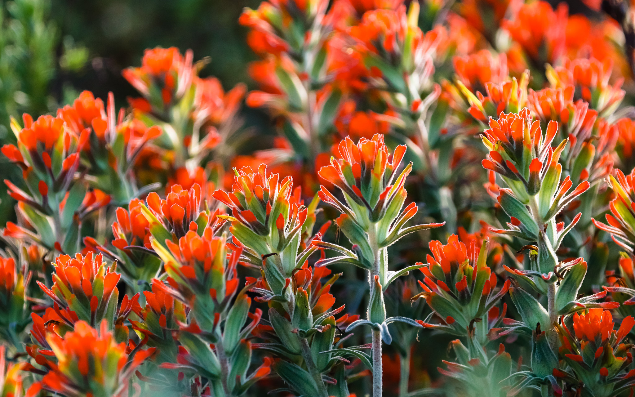 Close-up of a Woolly Indian Paintbrush plant in bloom, with its striking bright orange-red flowers against soft green leaves.  
