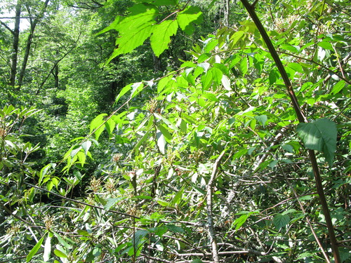 GRSM Accuracy Assessment. Plot Code: GRSM_AA_0796_2