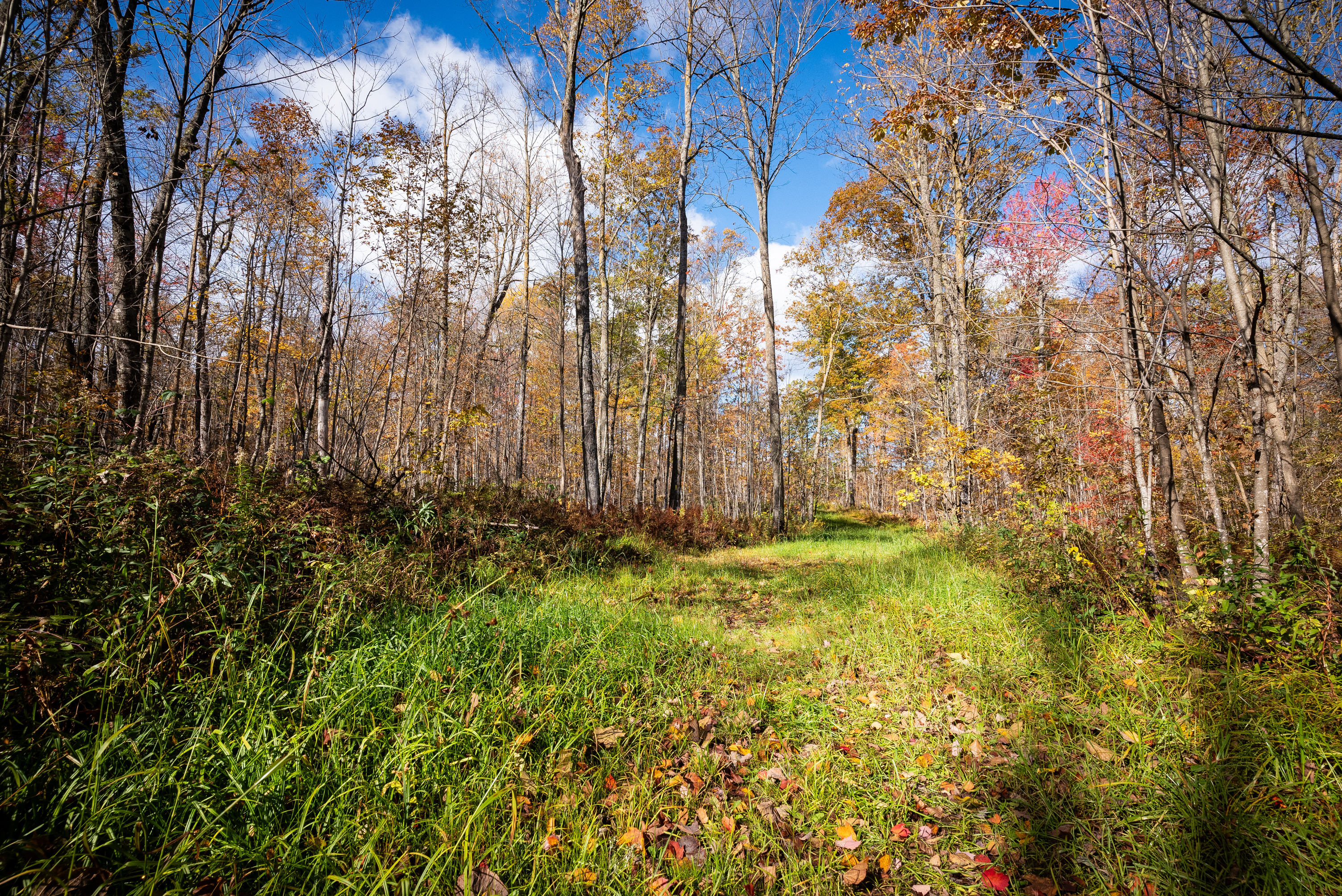 Photograph of a forest scene in autumn with trees covered in colorful foliage and fallen leaves scattered across a trail leading into the forest.