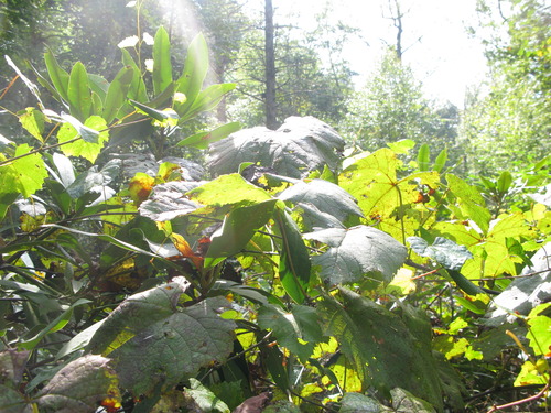 GRSM Accuracy Assessment. Plot Code: GRSM_AA_0571_4