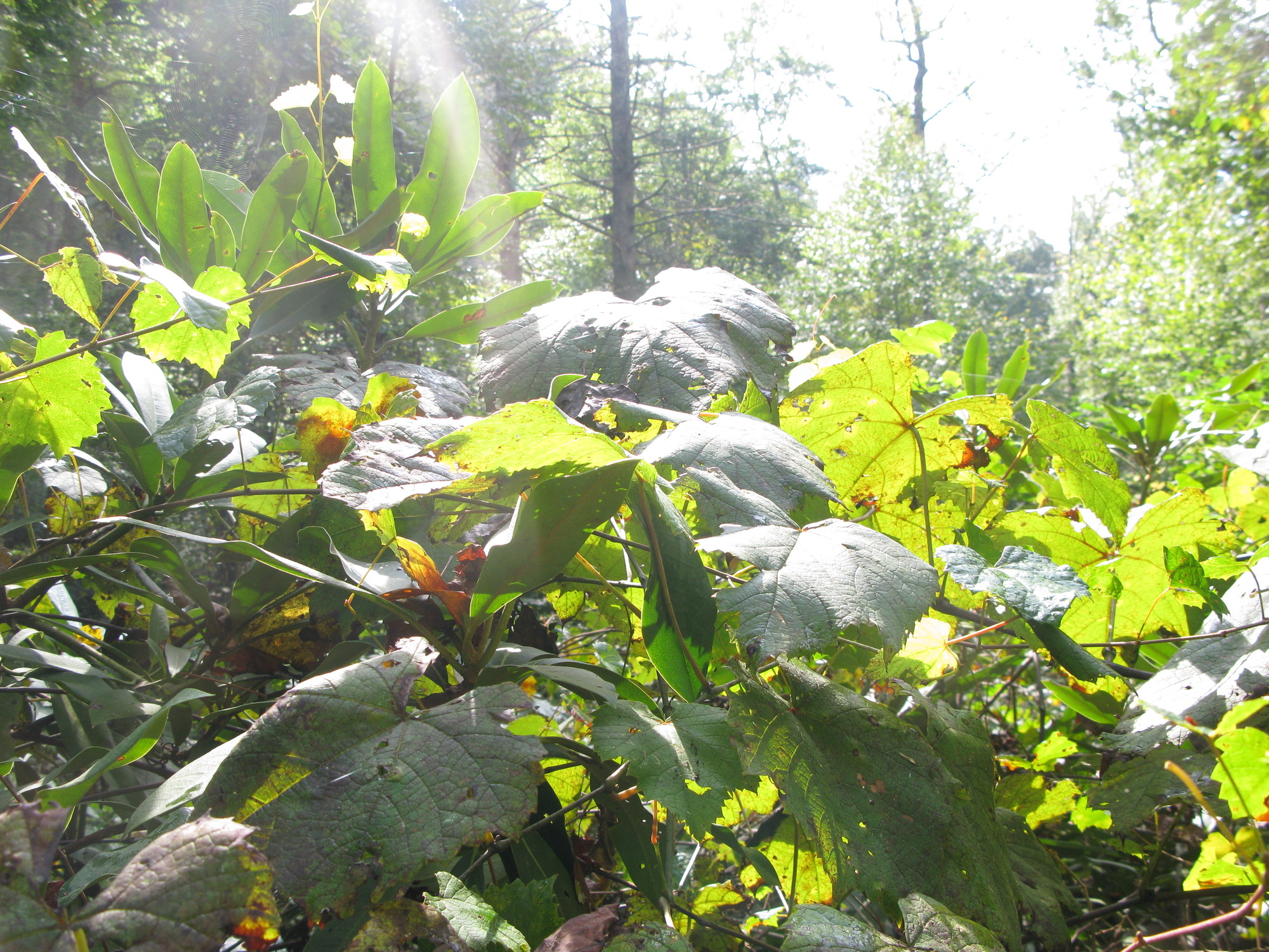 GRSM Accuracy Assessment. Plot Code: GRSM_AA_0571_4