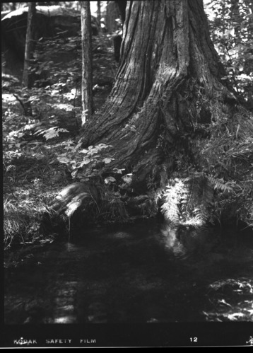 Spring; YOSE-AA15; Acc. #82; 16-P-2; Exhibit Photo Used