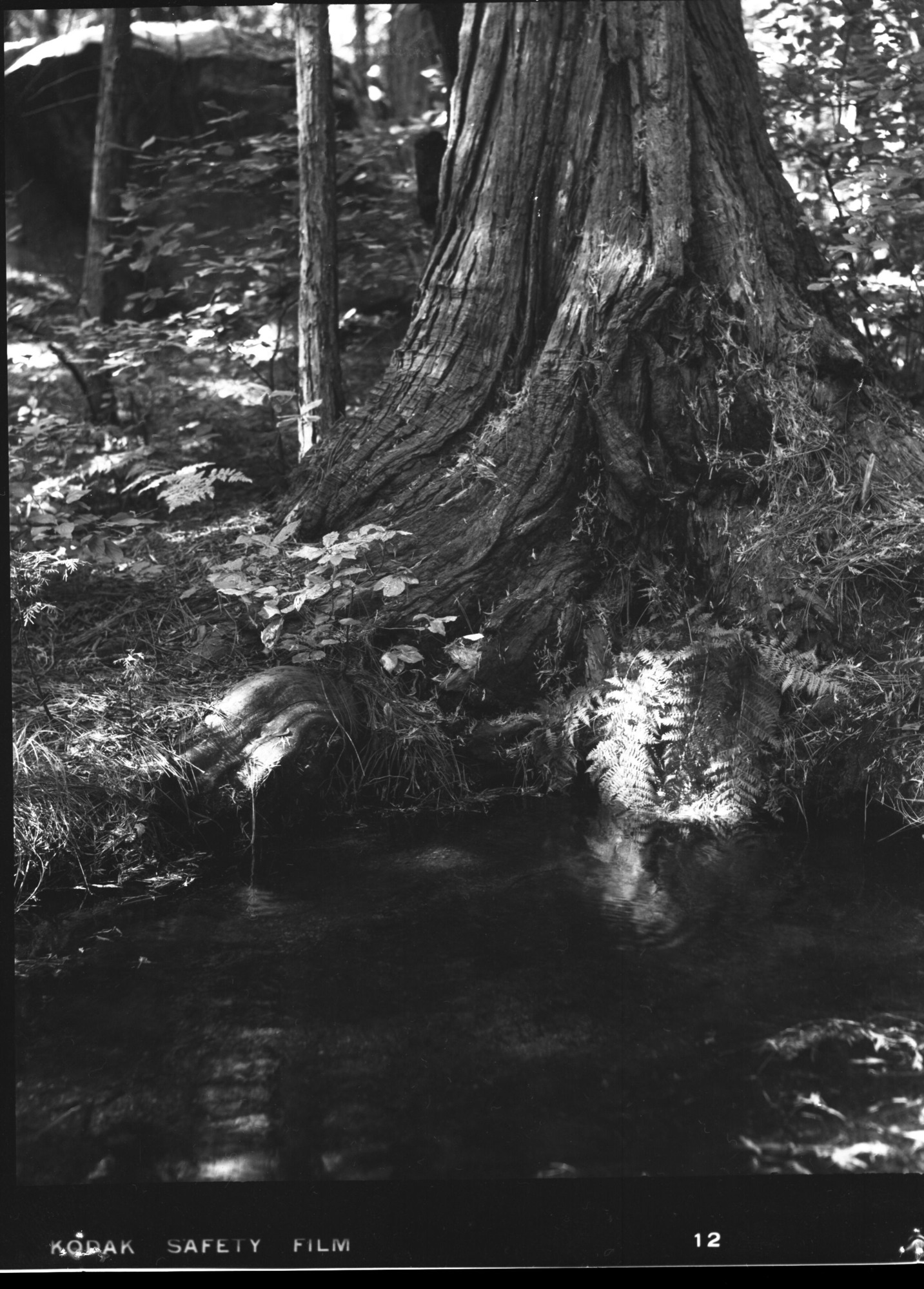 Spring; YOSE-AA15; Acc. #82; 16-P-2; Exhibit Photo Used