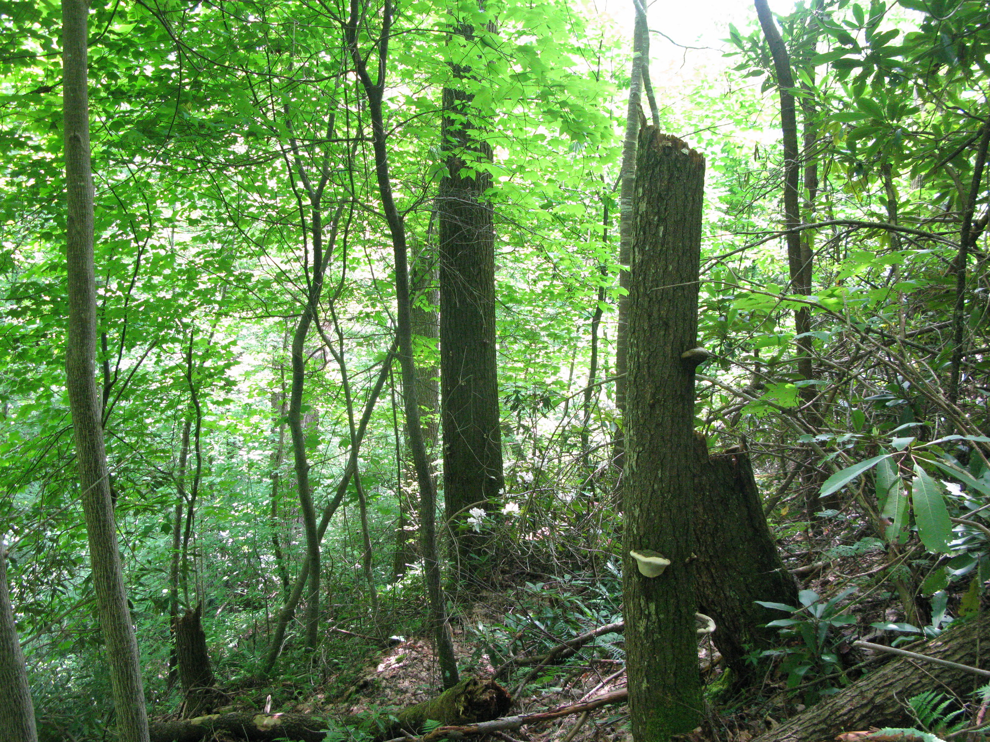 GRSM Accuracy Assessment. Plot Code: GRSM_AA_0920_3