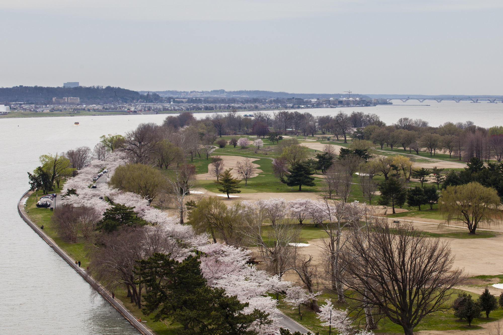In an aerial perspective looking over a golf course surrounded by waterways, trees of various sizes bloom pale yellow, hazy pink, and puffy pale pink. 