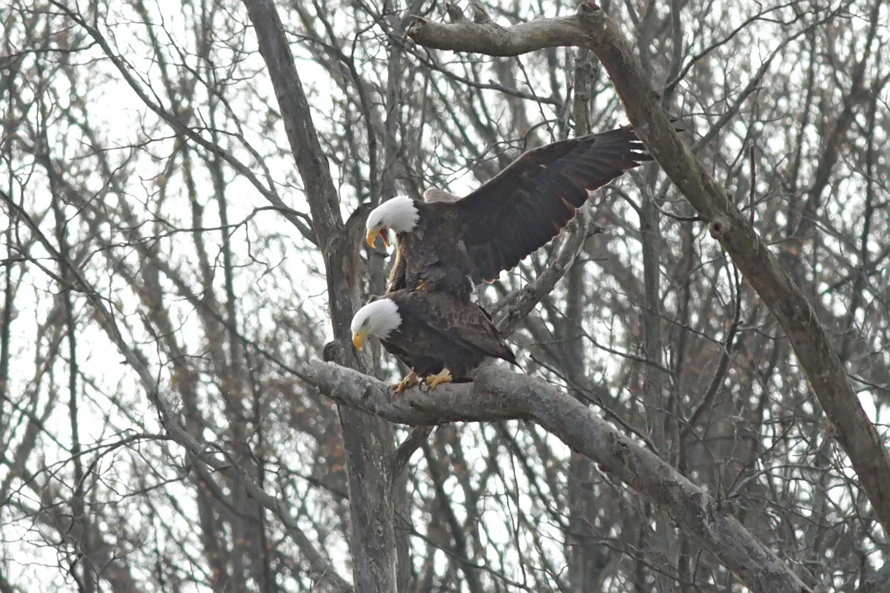 The male, one top, has both wings spread above him to keep him balanced atop the female eagle, who is leaning forward on its branch. The male's beak is wide open as it caws. 