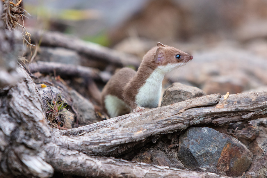 Brown and white weasel is on the ground on a root of a plant.