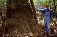 A man wearing overalls, long sleeve shirt, and hat stands next to a very large mossy tree trunk, many times wider than him.