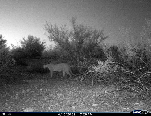 Nighttime photo of mountain lion in profile.