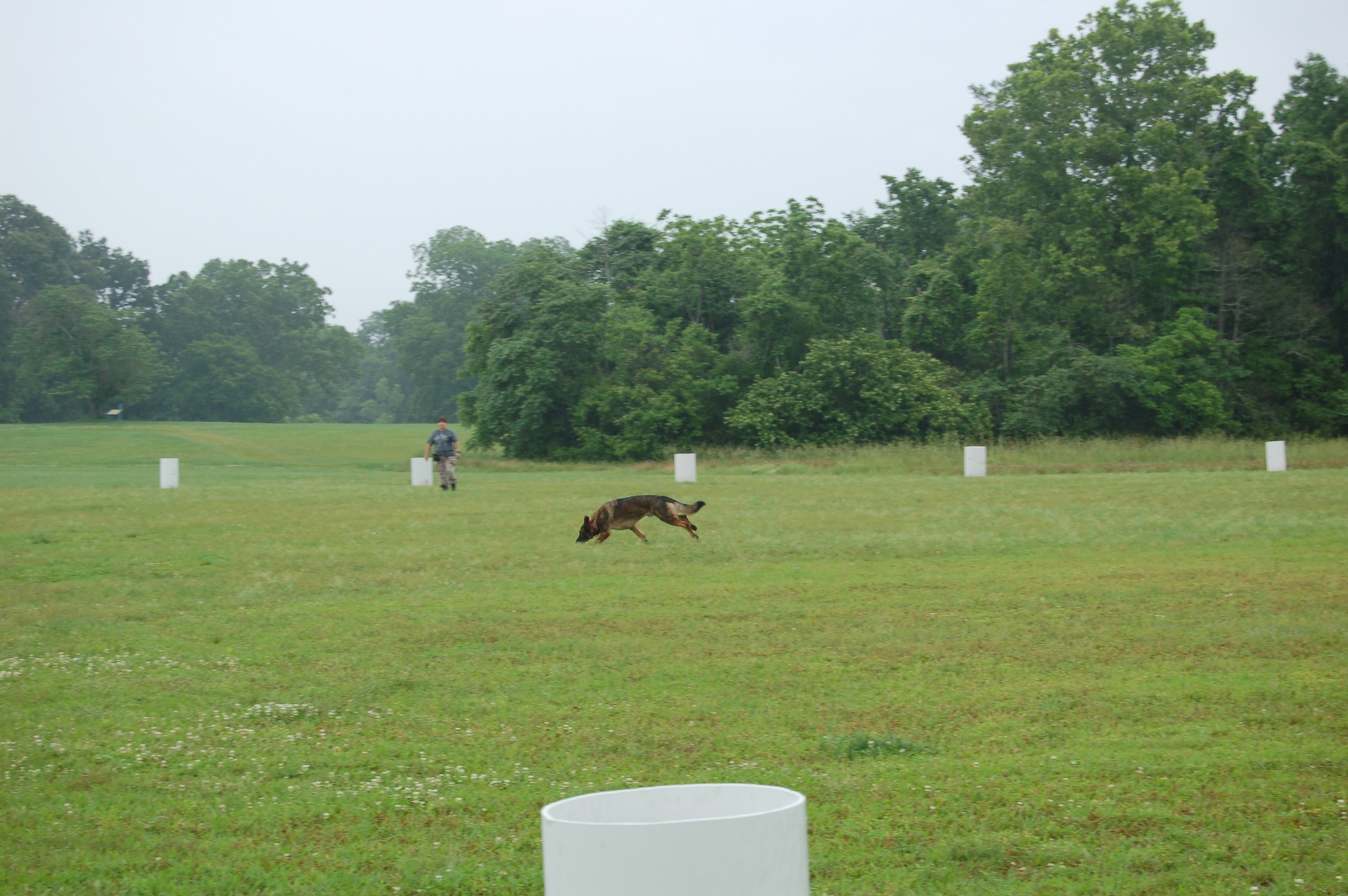 A dog running in a field with a person nearby.