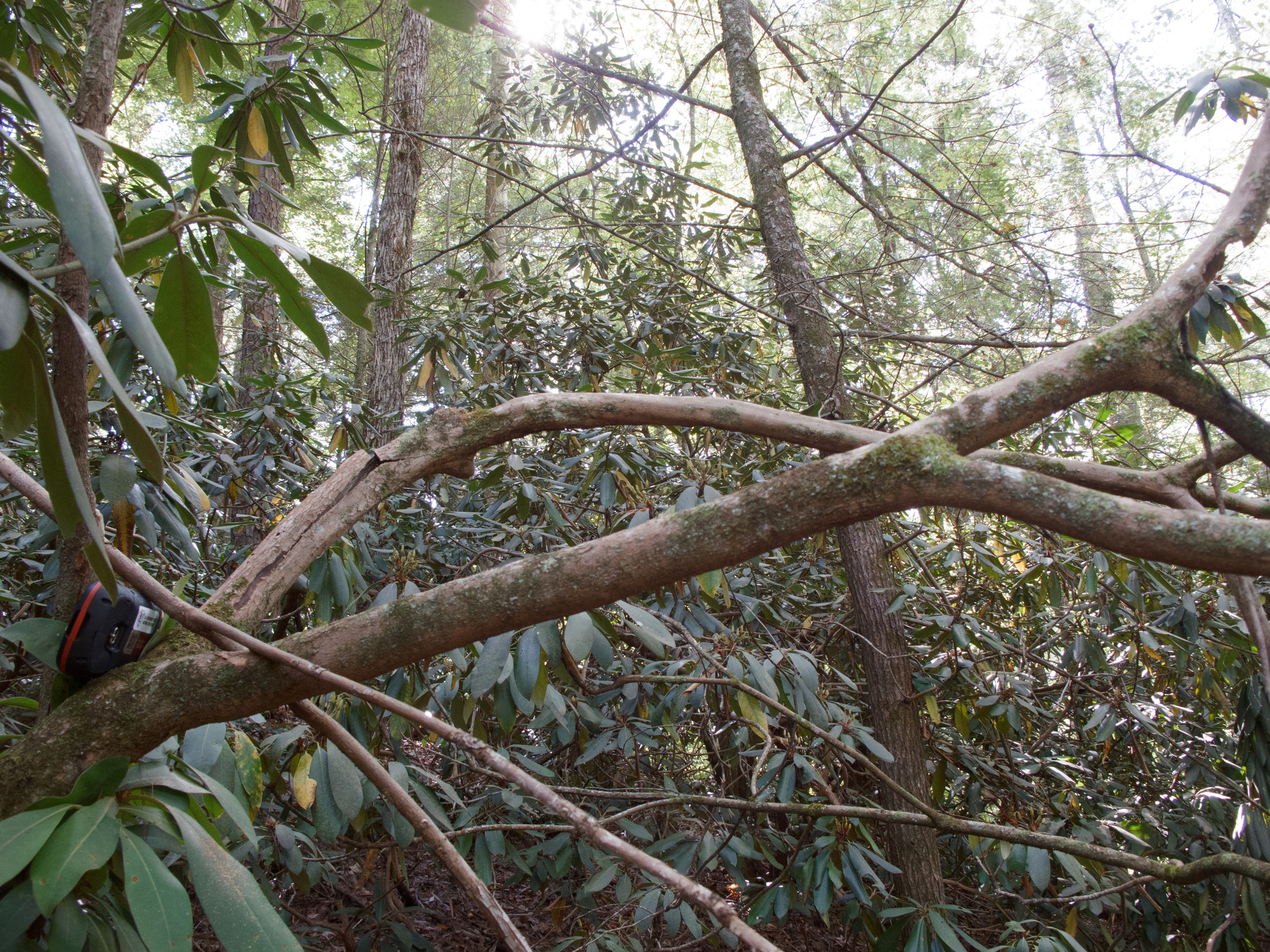 GRSM Accuracy Assessment. Plot Code: GRSM_AA_0779_4