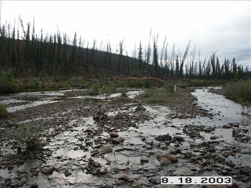 Wolf Survey, Denali, 2003