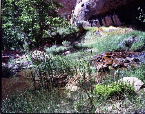 Color Photo of seeps and swamp vegetation.