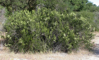 A chamise bush in bloom