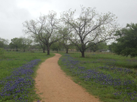 A gravel path winds past bluebonnets on either side and trees blooming in spring.