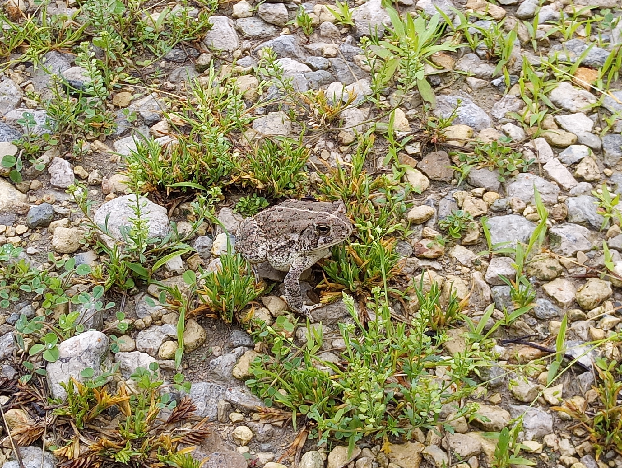 A gray toad with white belly sits on short grassy gravel.
