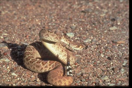 Fauna and Other Views at Organ Pipe National Monument, Arizona