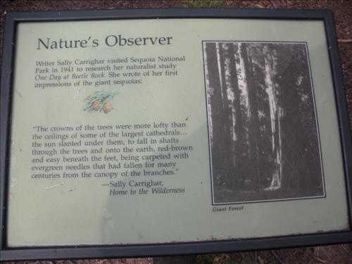 Giant Forest--Unpaved Trails--waysides--Sequoia and Kings Canyon National Park--12/2009