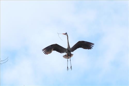 Great blue heron in Cuyahoga Valley National Park