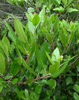 Spiky toyon leaves