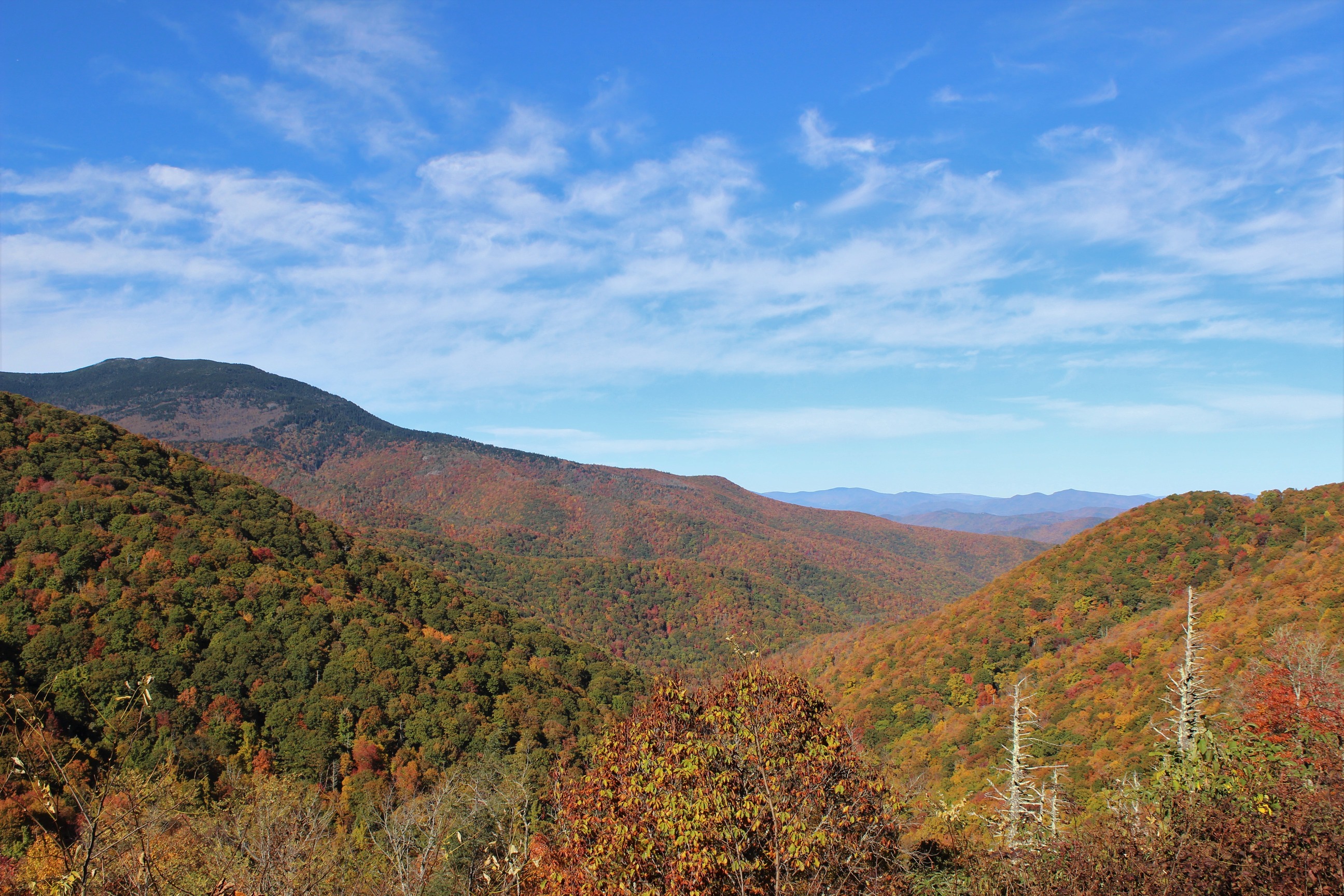 Fall colors on a mountain