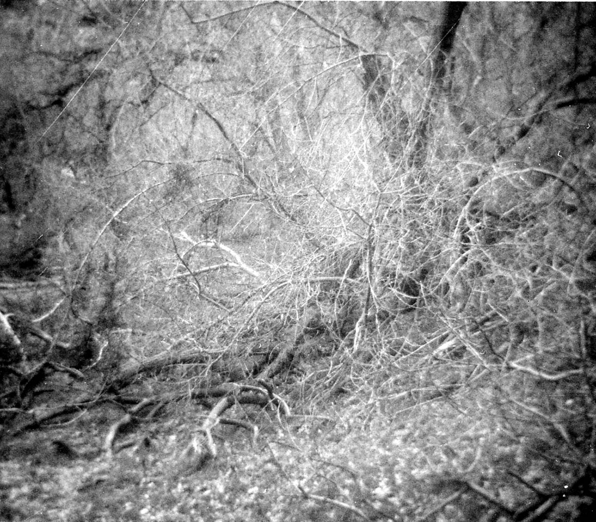 Trees and branches being cleared during the cleaning and setting up of the lodge spray field.