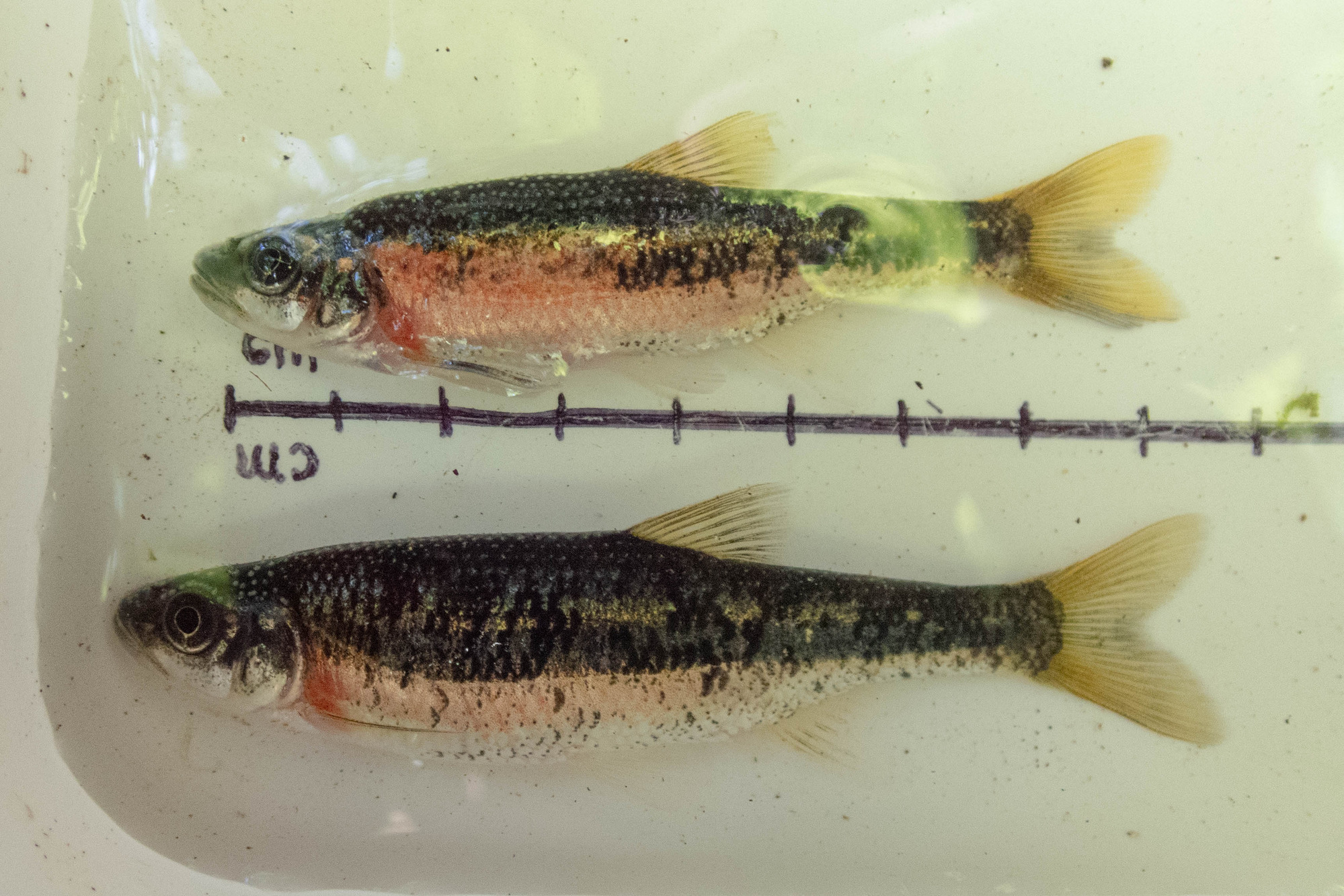 Clinostomus funduloides (rosyside dace) - full body, adult, male