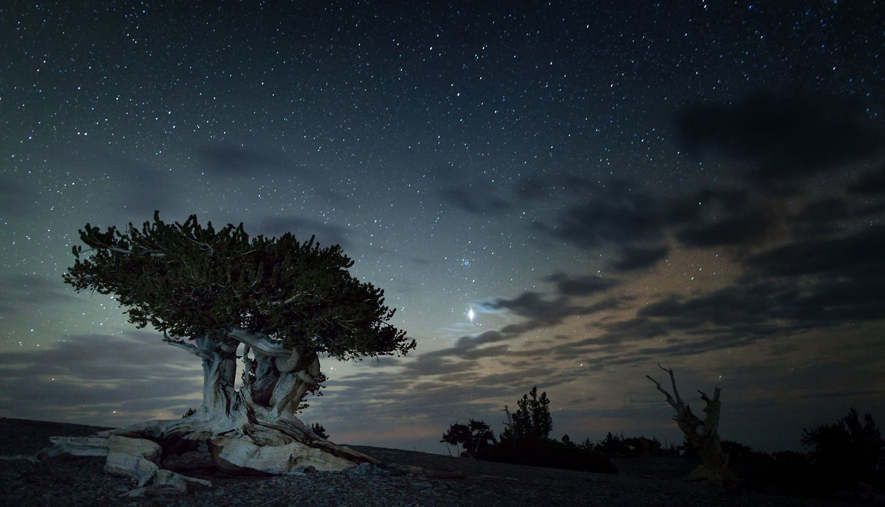 Stars emerge in the night sky above an ancient Bristlecone pine tree in this twilight view at Great Basin National Park, Nevada.