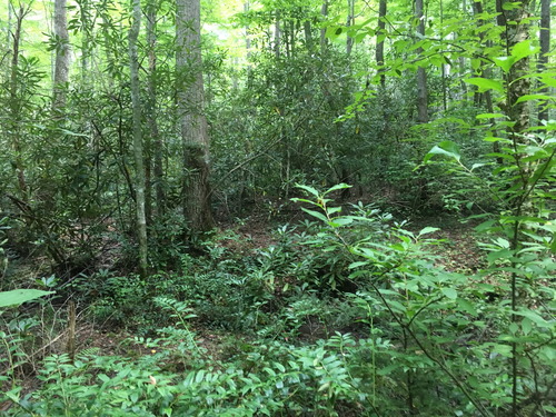 Plot Code: GRSM_AA_0654_3