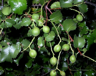 Holly-leaved cherry leaves and unripe fruit