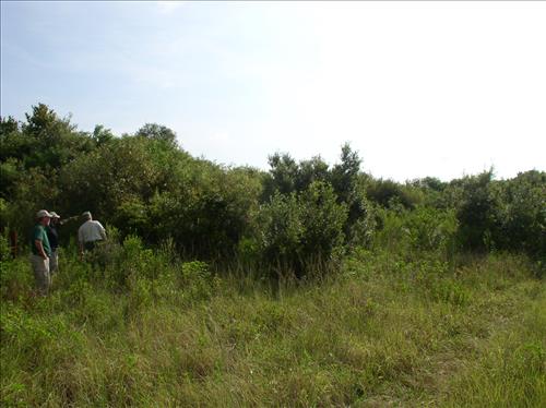 Mechanical fuels reduction at Big Cypress National Preserve, 2002