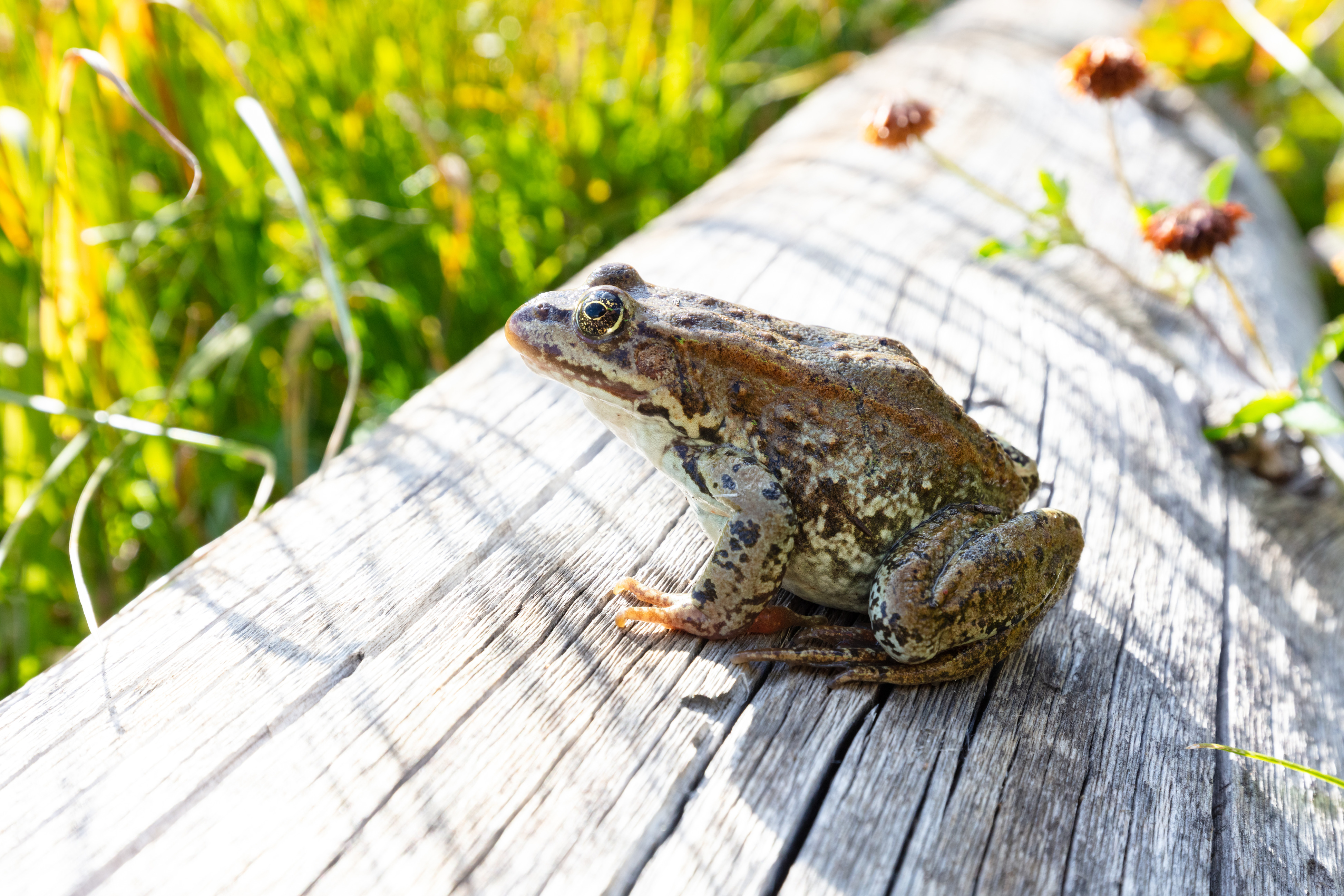 Frog is resting on the top of a dry log in the sun