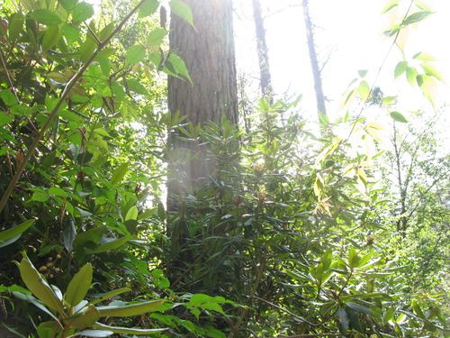 GRSM Accuracy Assessment. Plot Code: GRSM_AA_0796_5