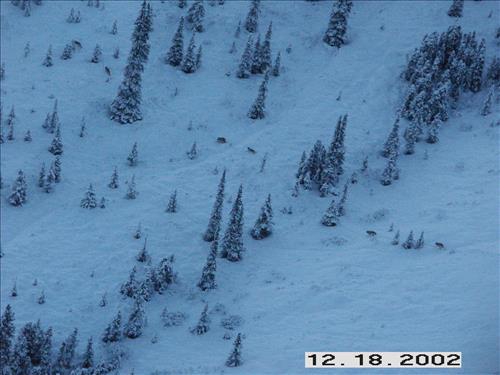 Wolf radio tracking, Denali, 2003/2003