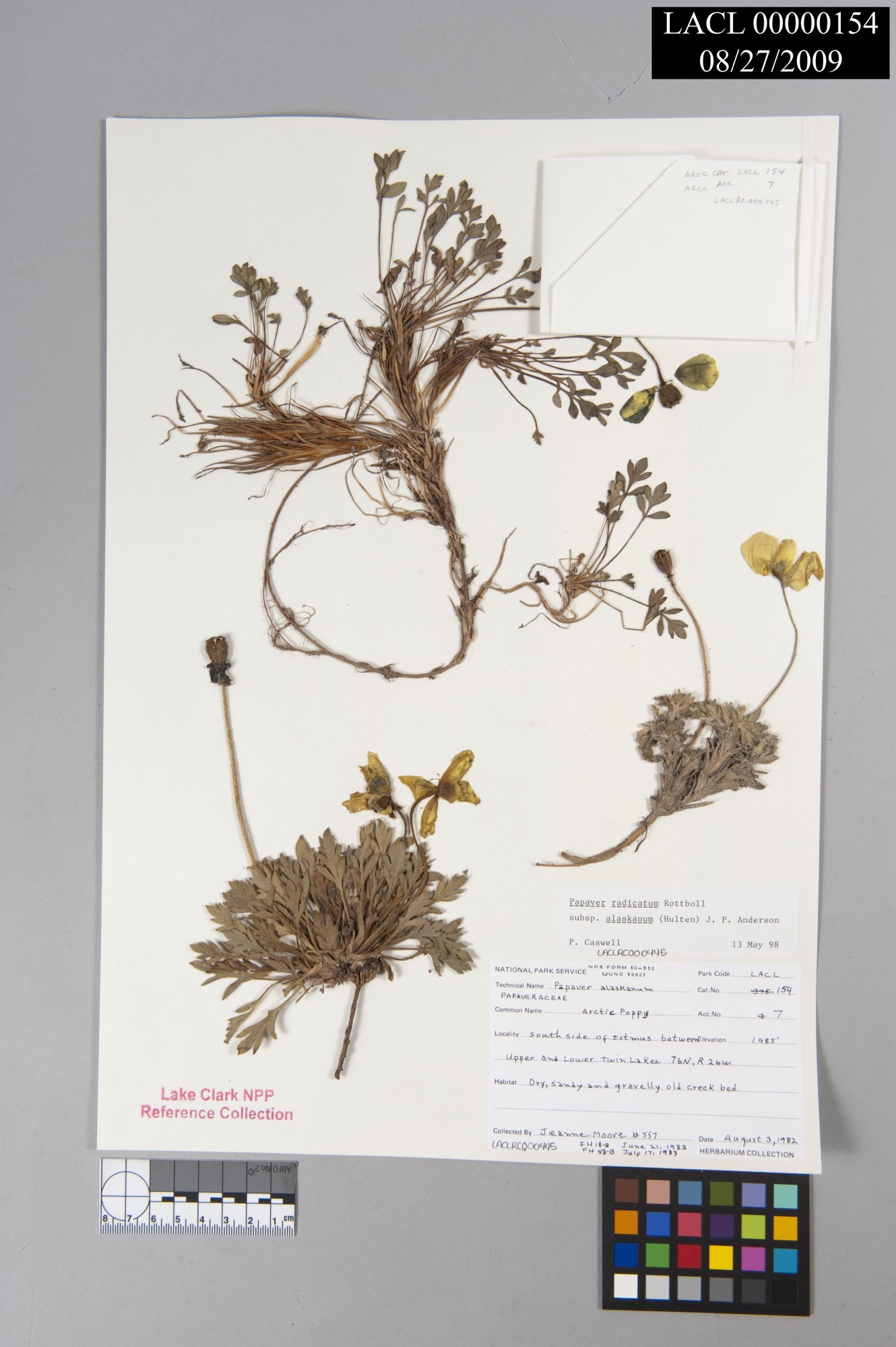 Herbarium sheet of Arctic Poppy. Three pressed plants with leaves, roots, yellow flowers and seed pods.