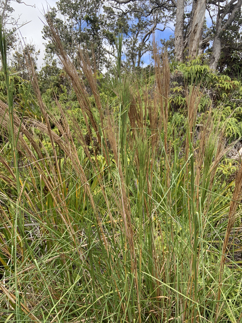 Photo of plant Andropogon species