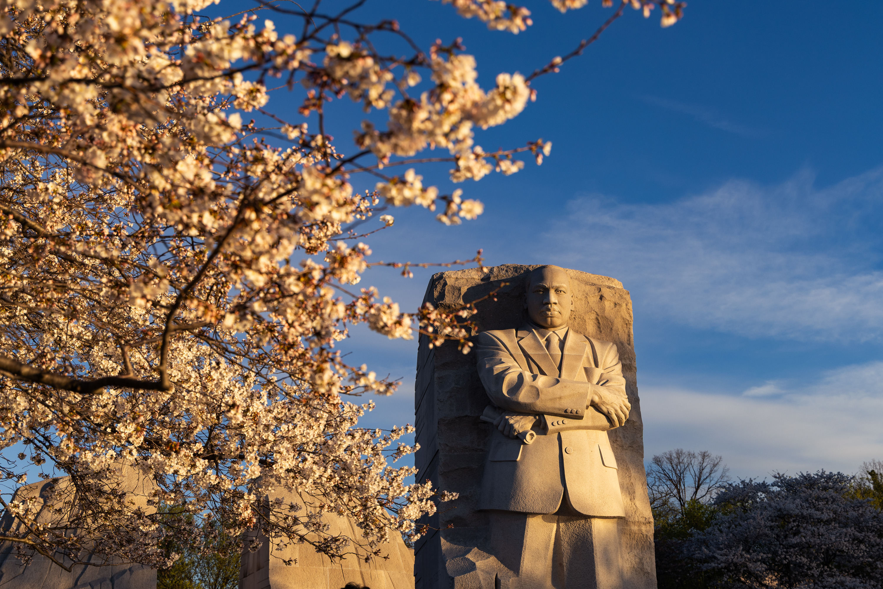 Cherry blossom trees at the Martin Luther King, Jr. Memorial