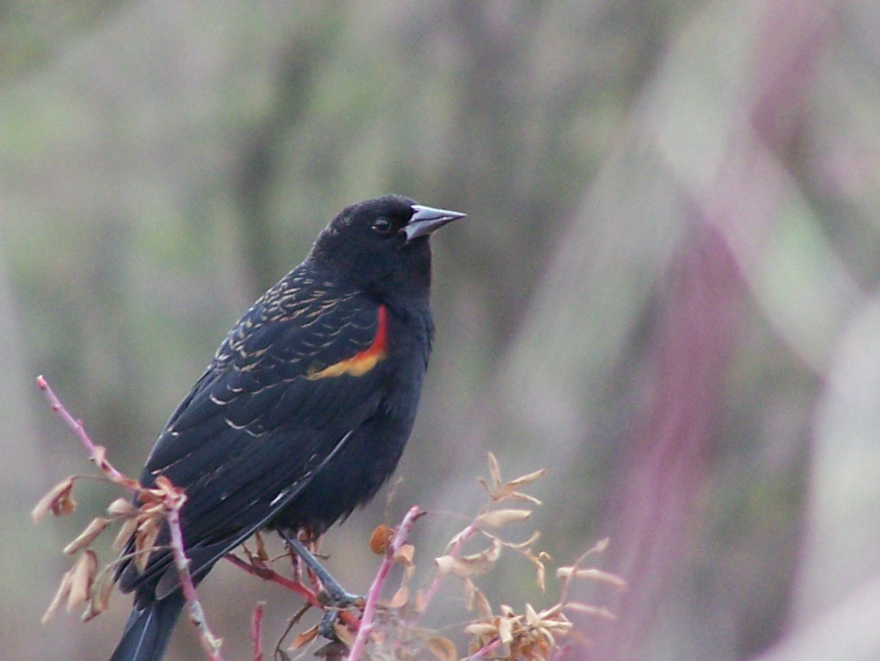 Just left of center in a photo is a mostly black bird with a little bit of red and yellow on its wing. The bird is perched on a bush facing to the right. The background is a blurred bramble of grasses and shrubs.