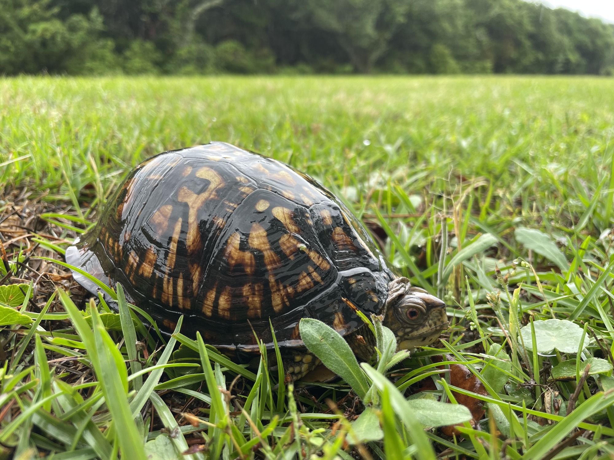 An Eastern Box Turtle off of Lighthouse Road in Buxton enjoying the recent rain.
