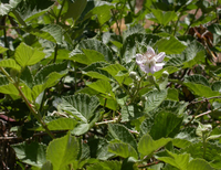 Himalayan blackberry leaves and flower